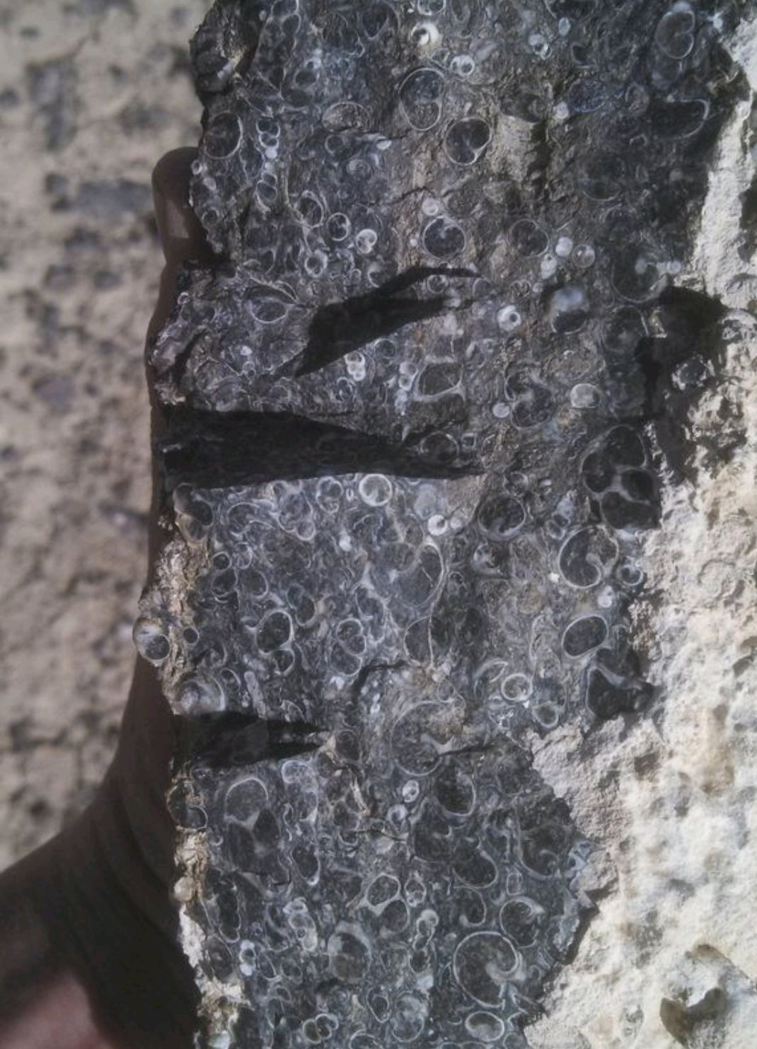 Arm Sized Piece of Turritella Agate 